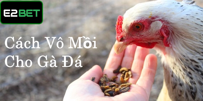 Cách vô mồi cho gà đá