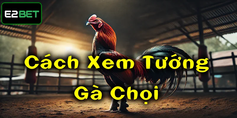 Cách xem tướng gà chọi