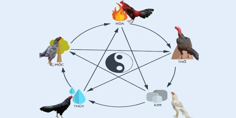 Cập nhật căn cứ để chọn mạng gà chuẩn