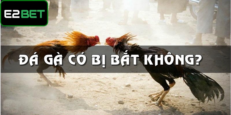 Đá gà có bị bắt không
