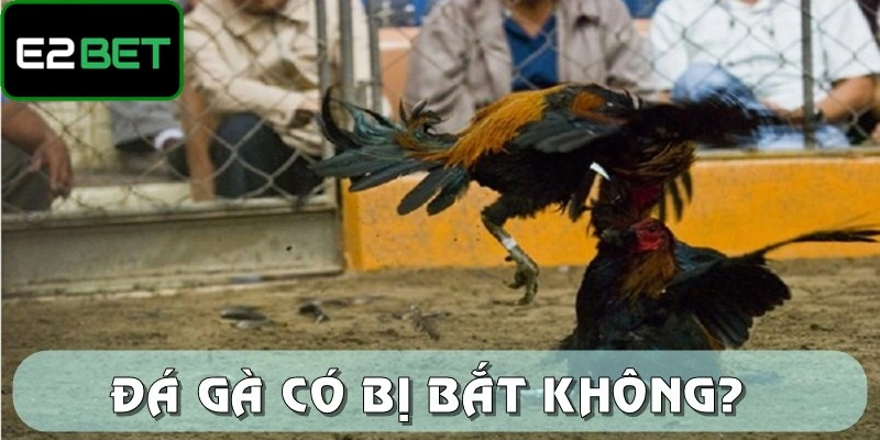 Tìm Hiểu Xem Đá Gà Có Bị Bắt Không Tại E2BET Để Vào Tiền? Đá gà có bị bắt không theo các điều khoản được đưa ra bởi pháp luật