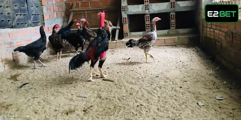 Gà Chọi Hắc Hổ Thới Là Gì? Chúng Có Thực Sự Quý Hiếm? Bổ sung dinh dưỡng cho gà chọi hắc hổ thới
