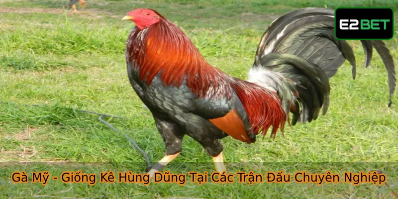 Gà Mỹ