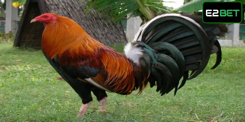 Gà Mỹ - Giống Kê Hùng Dũng Tại Các Trận Đấu Chuyên Nghiệp Đặc điểm tuyệt đỉnh của thần kê Doc Robin
