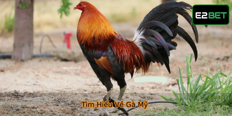 Gà Mỹ - Giống Kê Hùng Dũng Tại Các Trận Đấu Chuyên Nghiệp Gà Mỹ được săn đón nhất nhì tại đấu trường cá cược online