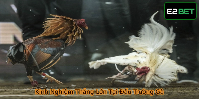 Gà Mỹ - Giống Kê Hùng Dũng Tại Các Trận Đấu Chuyên Nghiệp Tham khảo mẹo chơi gà chọi từ sư kê lâu năm