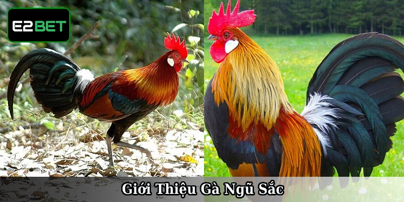 Giải đáp gà ngũ sắc là gì