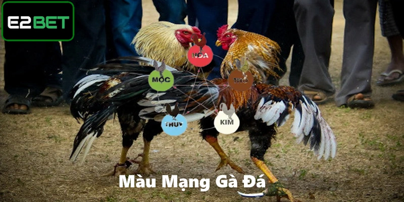 Màu Mạng Gà Đá